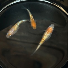 王華