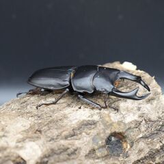 オオクワガタ♂♀ペア