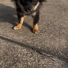 ポメチワ