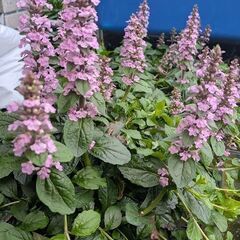 桃花十二単花の苗