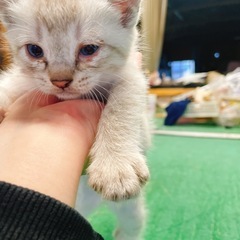 ※譲渡先決まりました！可愛がってくれる里親募集