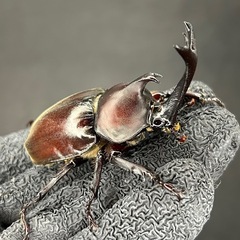 【購入者様限定】カブトムシ　ペア