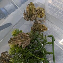 懐かしい　トノサマガエル