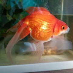 金魚二匹