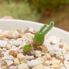 多肉植物モニラリアの画像