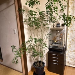 観葉植物シマネトリコとサンセベリア