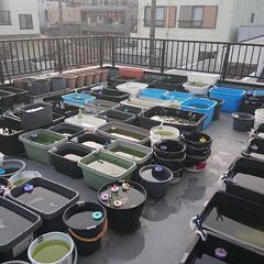 【北向きめだか】メダカ販売  5/15