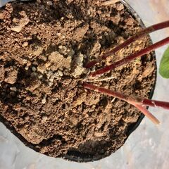 ◎ミズヒキ草（３本入り）、山野草、耐寒性有り、縁起物、画像参照。◎ポット植え終了次第同じ量をビニール袋お渡しになります。★お手数をおかけしますプロフィール必読ですの画像