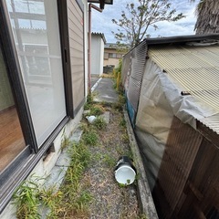 草むしり