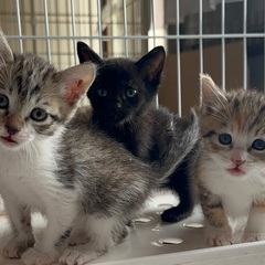 かわいい4兄妹　２匹一緒に　ずっとのお家を探してます
