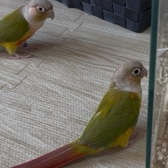 受付中止　　ウロコインコ　2羽　確実♂♀