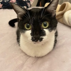 【猫アレルギーになってしまい里親さん急募】甘えん坊の女の子