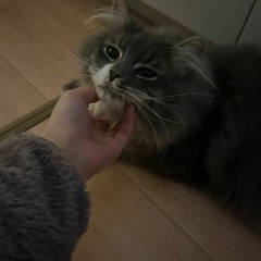 サイベリアンの男の子です。 - 猫