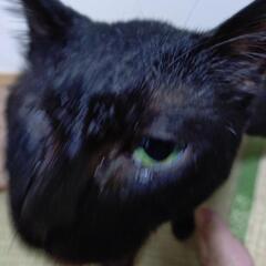 【里親候補の自宅訪問予定】凄く人懐っこい片目の黒猫オスの里親募集！