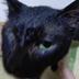ランキングキーワードに紐づく投稿画像-黒猫
