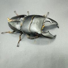 スマトラオオヒラタ世子B品　96♂単品