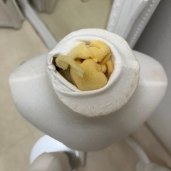 子ども用マネキンの画像