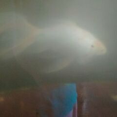 特大金魚。コメット。