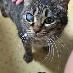 【☆里親募集☆】人懐っこいキジトラちゃん