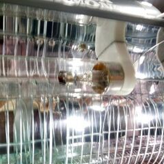 タカラベルモント 小型紫外線消毒器 ステリライザー EX-UV21G 理容器具 美容器具 ネイル器具 札幌市 新道東店の画像