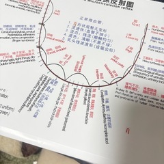 新品　血流スコープ　毛細血管の画像