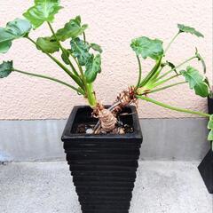 クッカバラ幹上がり陶器鉢付き