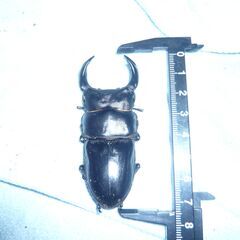 オオクワガタ(奈良輪川西)2024羽化越冬個体　♂単体