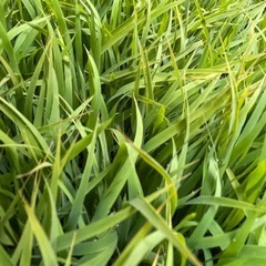 【至急】コシヒカリ苗 10箱分（育苗箱はお渡しできません）
