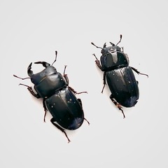 ムシモンオオクワガタ幼虫