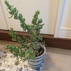 ①植木鉢の多肉植物/ガーデニング観葉植物