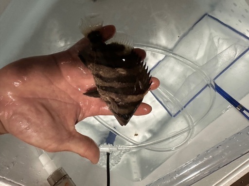 ダトニオ　ポリプテルス