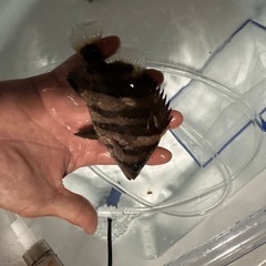 ダトニオ　ポリプテルス