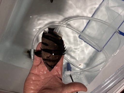 ダトニオ　ポリプテルス