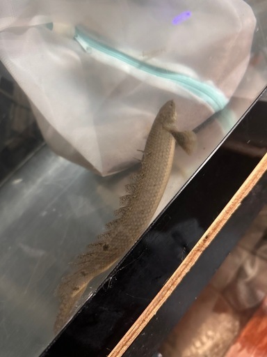 ダトニオ　ポリプテルス