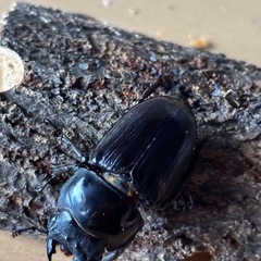 国産オオクワガタ成虫ペアの画像