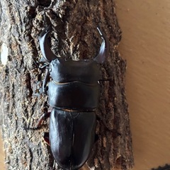 国産オオクワガタ成虫ペアの画像