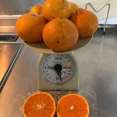 残り1セットのみ愛媛産カラマンダリンの画像