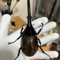 ヘラクレスオオカブトペア