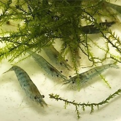 ミナミヌマエビ