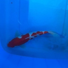 錦鯉の画像