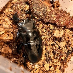 タランドゥスオオツヤクワガタ単品