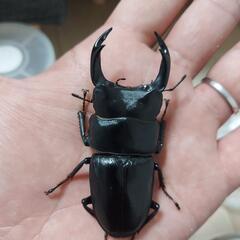 【24年羽化個体】能勢YG血統　オオクワガタ　♂️76㍉　◎配送可◎　の画像