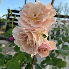 開花株　「いおり」  ばら苗