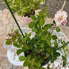 開花株　「いおり」  ばら苗の画像