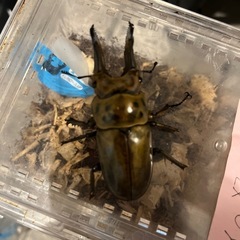 ババオウゴンオニクワガタ♂
