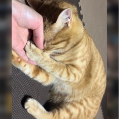 保護猫