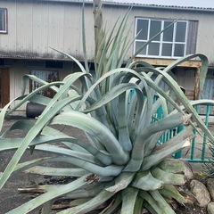 知り合いの敷地に生えている50年もののアロエ科の植物