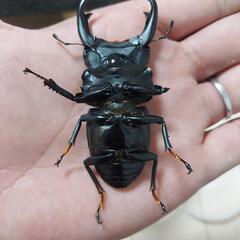 【24年羽化個体】能勢YG血統　オオクワガタ　♂️78㍉　訳アリ　◎配送可◎　の画像