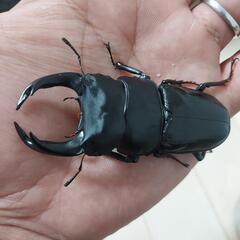【24年羽化個体】能勢YG血統　オオクワガタ　♂️80㍉　訳アリ　◎配送可◎　の画像