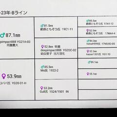 【24年羽化個体】能勢YG血統　オオクワガタ　♂️76㍉　◎配送可◎　の画像